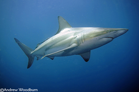 shark diving with blacktip shark copyright a woodburn